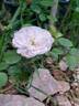 Marina Picasso rose photo