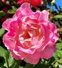 Fragrant Lace ™ rose photo