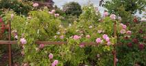 Quatre Saisons Rose rose photo