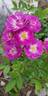 Baby Faurax rose photo
