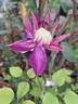 Kaiser clematis photo