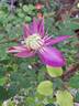 Kaiser clematis photo