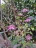 Picotee clematis photo