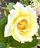 Quest for Zest rose photo