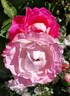 Fragrant Lace ™ rose photo