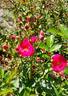 Oso Easy Peasy rose photo