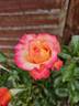 HARsherry rose photo