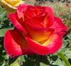 Perfect Moment ™ rose photo