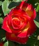 Perfect Moment ™ rose photo