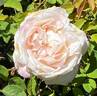 Belinda's Blush™ rose photo