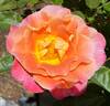 Fruity Petals rose photo