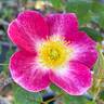 Star Magic rose photo