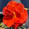 Brown Velvet rose photo