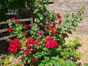 Robusta rose photo