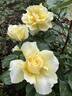 Quest for Zest rose photo