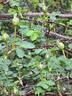 Persiana rose photo