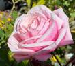 Blossomtime rose photo