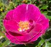 Heroes Rose rose photo