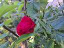 Lolita Lempicka ® rose photo