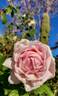 Augustine Guinoisseau rose photo