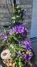 Diana's Delight clematis photo