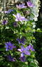 Beata clematis photo