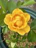 Morning Has Broken rose photo