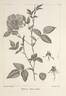 <i>Rosa chinensis</i> var. <i>semperflorens</i> rose photo