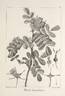 <i>Rosa kamtchatica</i> Vent. synonym rose photo