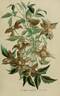 <i>Clematis montana</i> var. <i>glabra</i> clematis photo