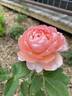 Carding Mill ™ rose photo