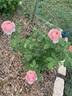 Carding Mill ™ rose photo