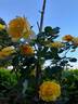 Bordure d'Or® rose photo