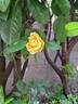 Bataclan rose photo