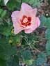 Alissar, Princess of Phoenicia rose photo