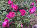 Climbing American Beauty rose photo