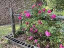 Climbing American Beauty rose photo