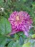 Kaiser clematis photo