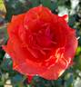 Bon Appétit rose photo