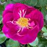 International Herald Tribune rose photo