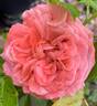 Chic rose photo