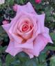 Emma May rose photo