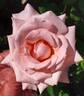 Emma May rose photo