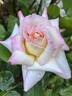 Secret ™ rose photo