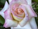 Secret ™ rose photo