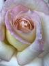 Secret ™ rose photo