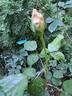 Anahe ® rose photo