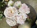 Ash Wednesday rose photo