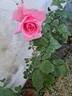 Ville de Saumur rose photo