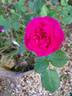 Baby Blue rose photo